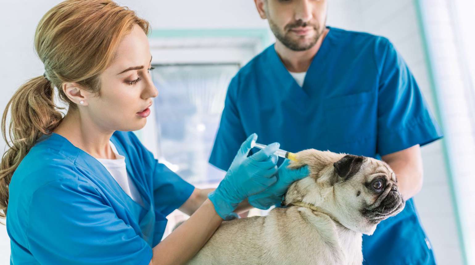 Зачем вакцинировать домашних животных