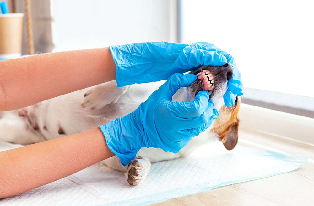 Почему необходимо посещать ветеринарного стоматолога