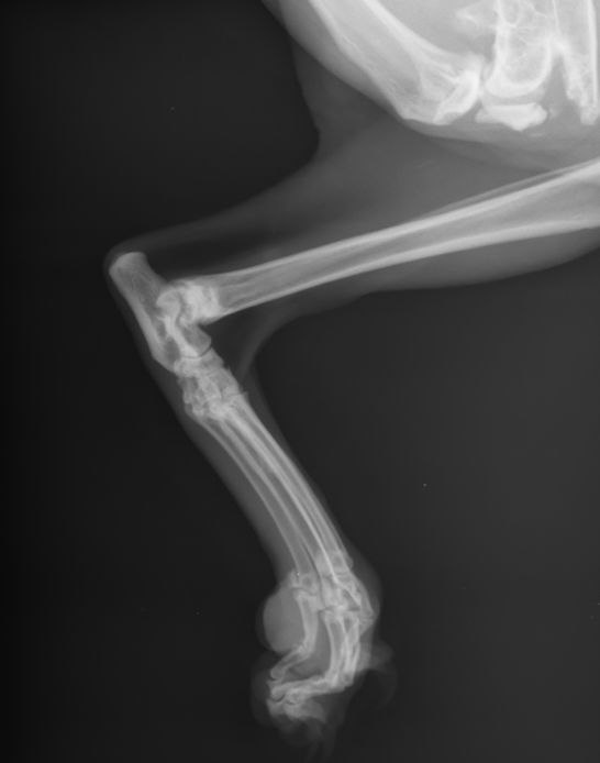 Рентген-снимок лапы собаки. Диагностика переломов и артритов.
