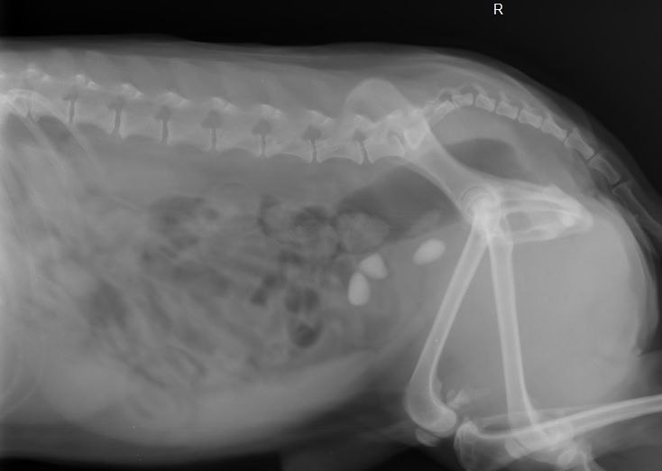 Рентген брюшной полости у животных — диагностика заворота кишок и инородных тел