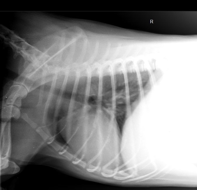 Рентген грудной клетки у собак и кошек — диагностика пневмонии и заболеваний сердца